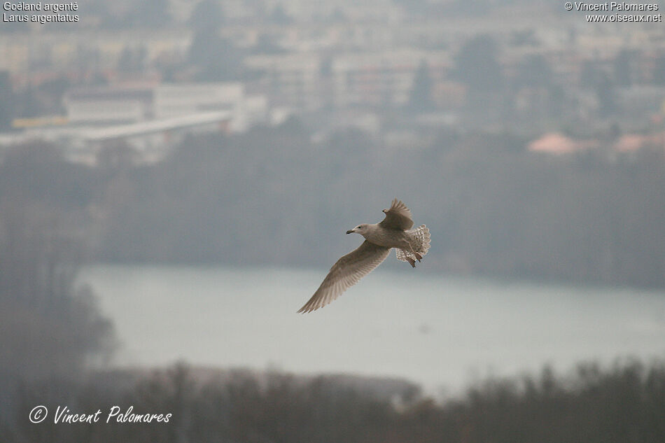 European Herring Gull