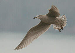 European Herring Gull