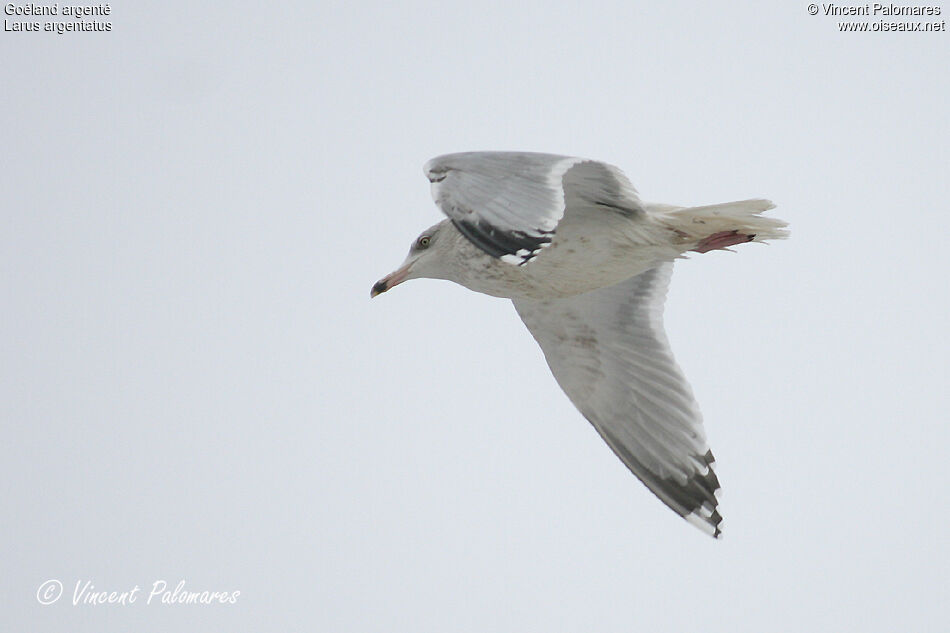 European Herring GullFourth year