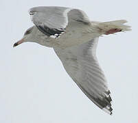 European Herring Gull