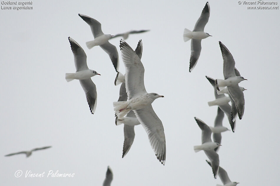 European Herring GullFourth year