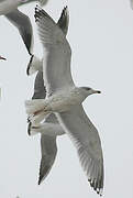 European Herring Gull