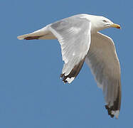 European Herring Gull