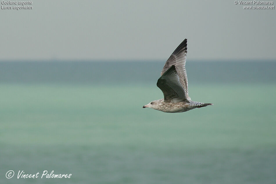 European Herring Gull