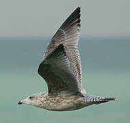 European Herring Gull