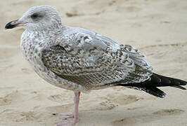 European Herring Gull