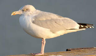 European Herring Gull
