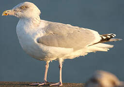 European Herring Gull