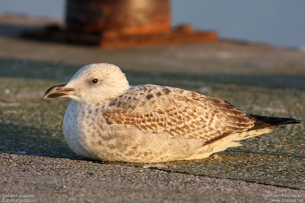 European Herring GullFirst year