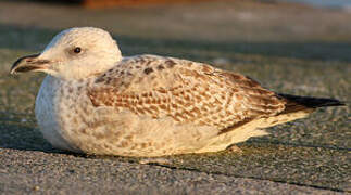 European Herring Gull