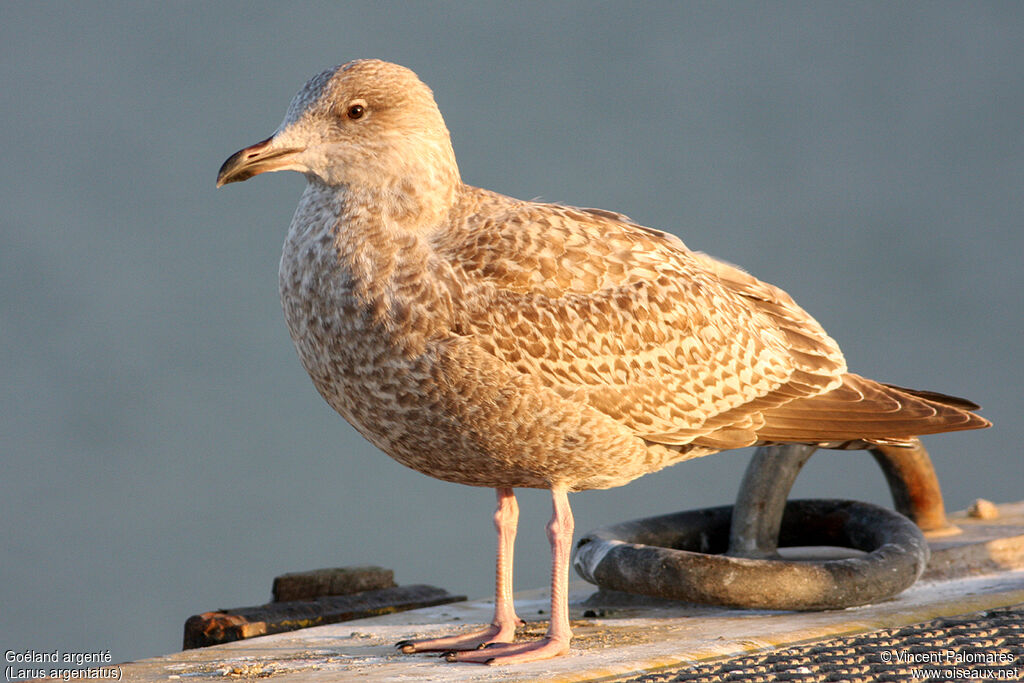 European Herring GullFirst year