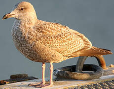 European Herring Gull