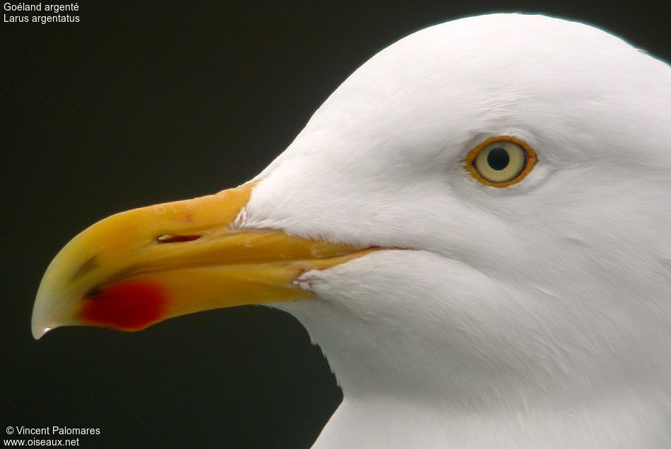 European Herring Gull