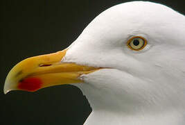 European Herring Gull