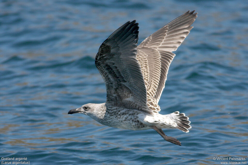 European Herring Gulljuvenile