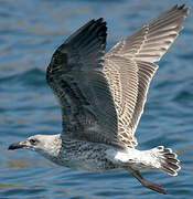 European Herring Gull