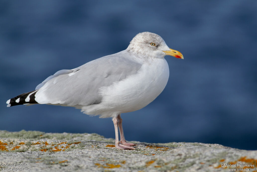 European Herring Gulladult