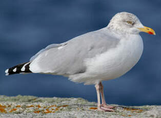 Goéland argenté