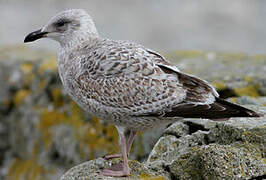 European Herring Gull