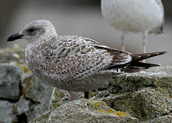 European Herring Gull