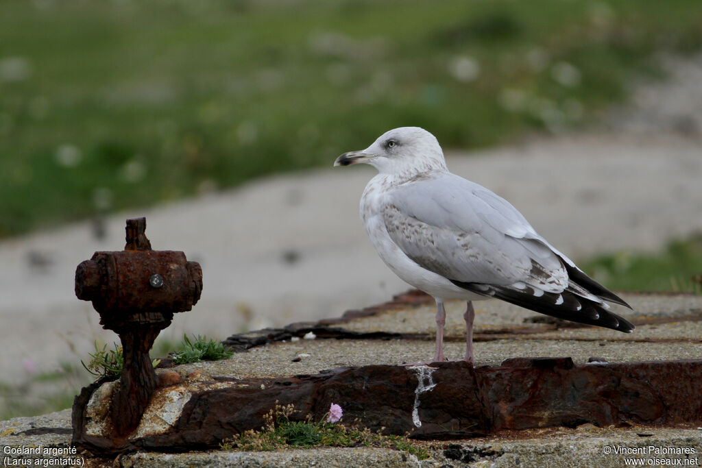 European Herring GullThird  year