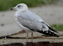 European Herring Gull