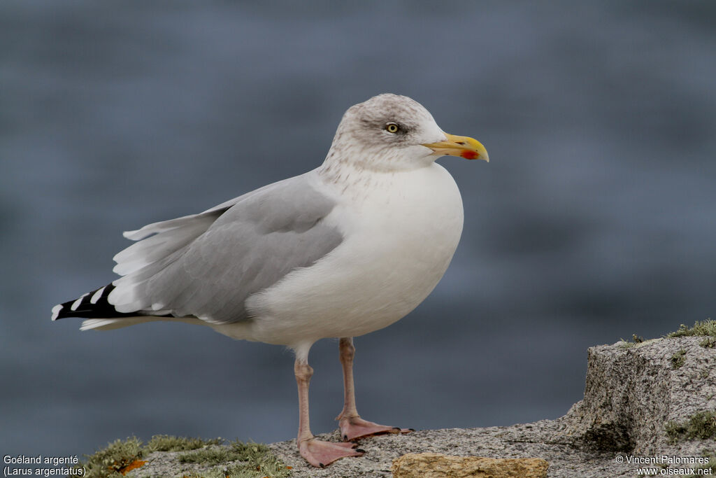 European Herring Gulladult post breeding