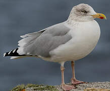 European Herring Gull