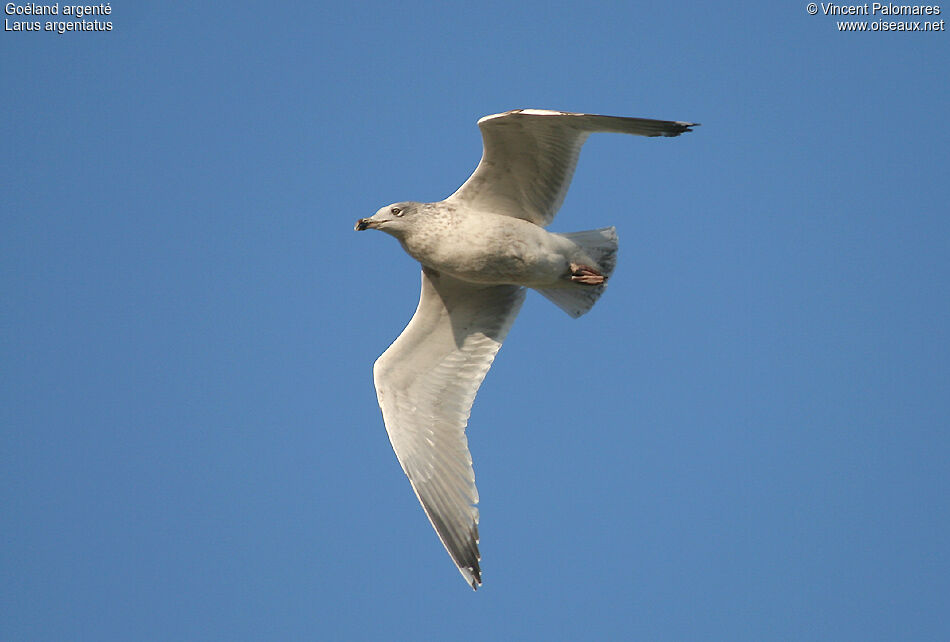 European Herring GullFourth year