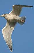 European Herring Gull