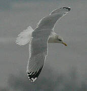 European Herring Gull