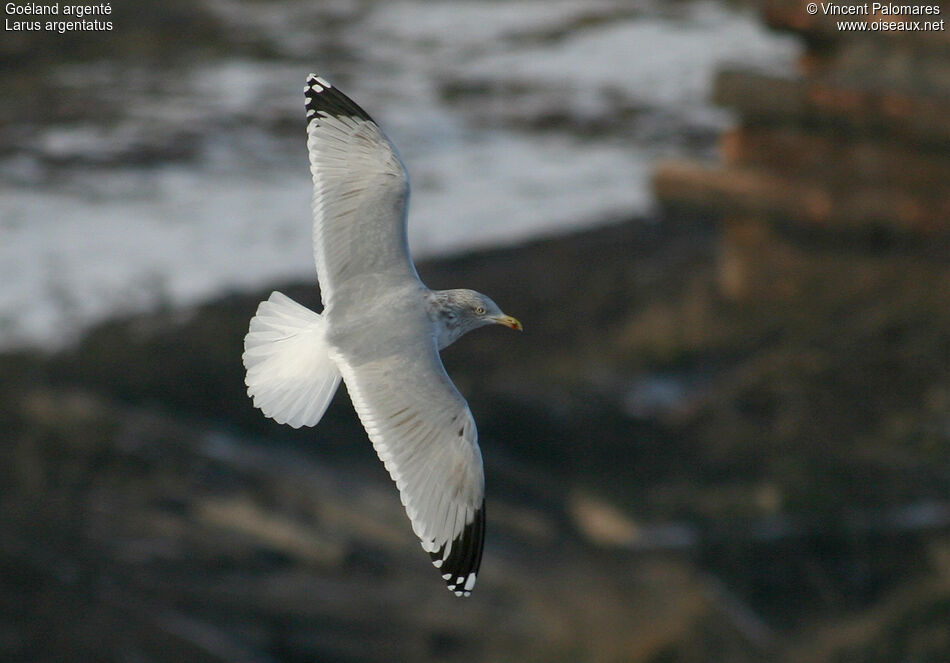 Goéland argenté