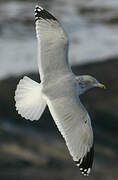 European Herring Gull