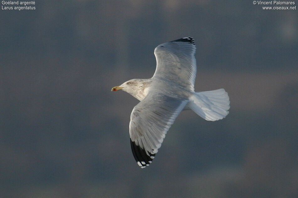 European Herring Gull