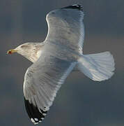 European Herring Gull