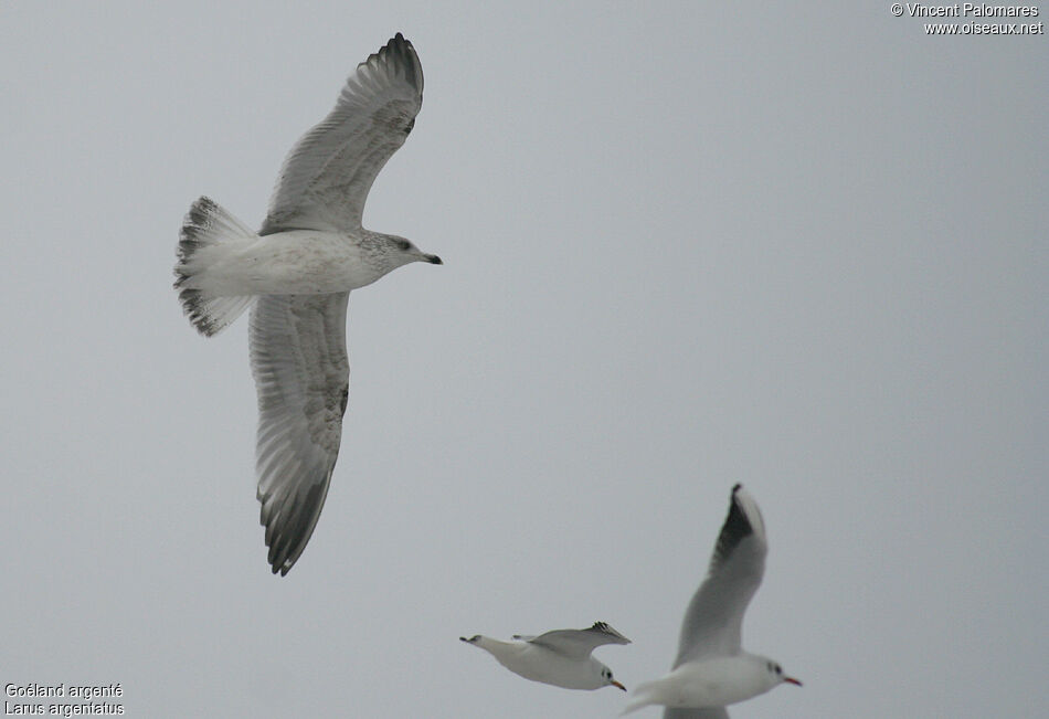 European Herring Gull