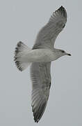 European Herring Gull