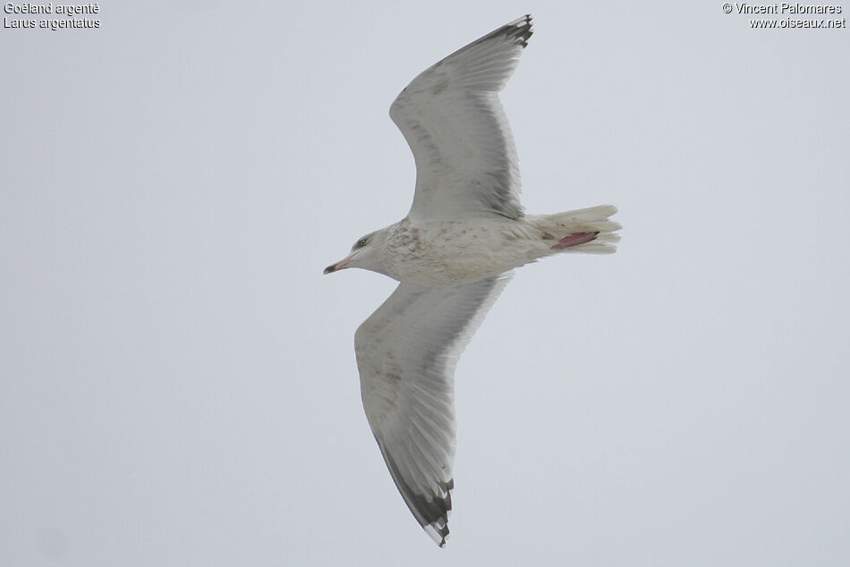 European Herring Gull