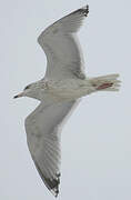 European Herring Gull