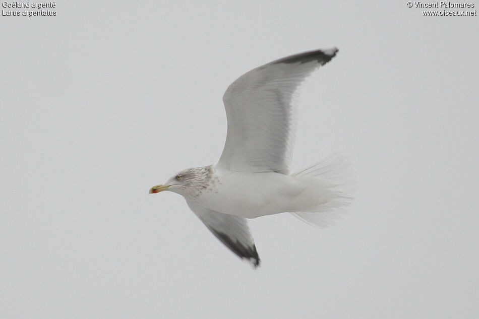 European Herring Gull