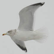 European Herring Gull