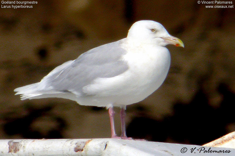 Glaucous Gull