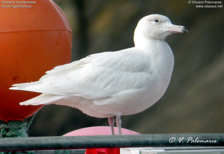 Glaucous GullSecond year