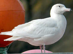 Glaucous Gull