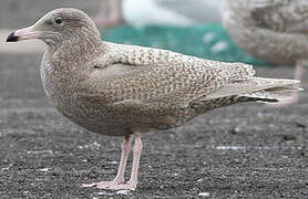 Glaucous Gull