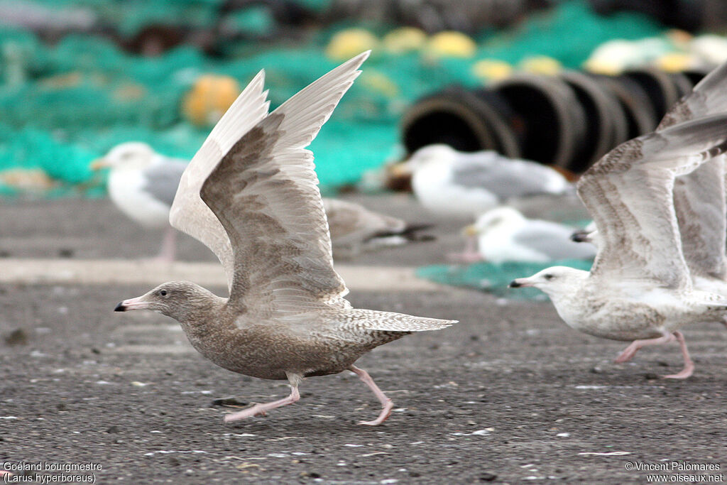 Glaucous GullFirst year