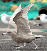 Glaucous Gull