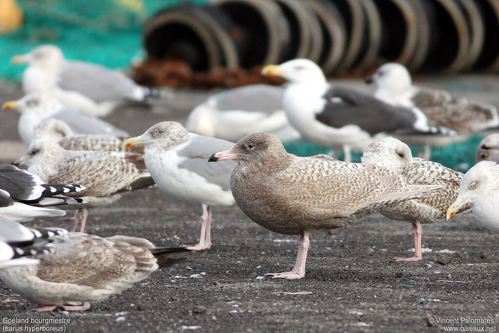 Glaucous GullFirst year