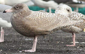 Glaucous Gull