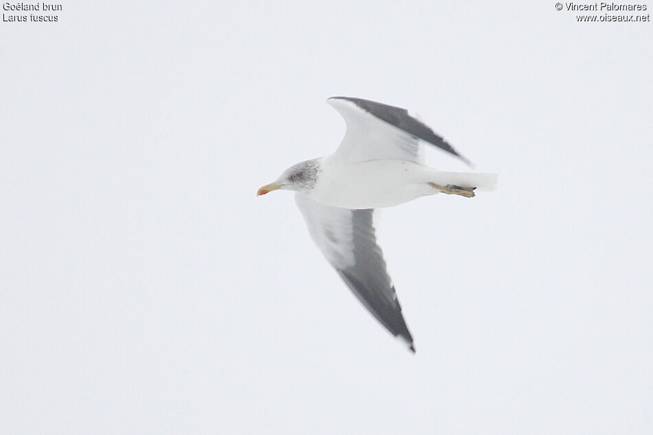 Lesser Black-backed Gulladult post breeding